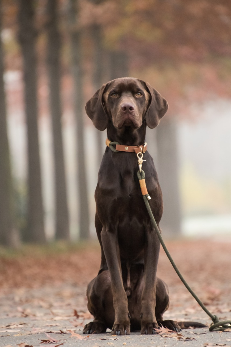 Labrador retriever