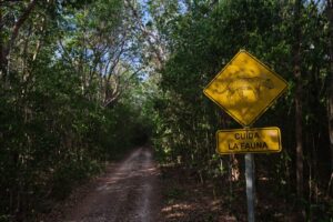 Seran 21 pasos de fauna en Quintana Roo para su proteccion