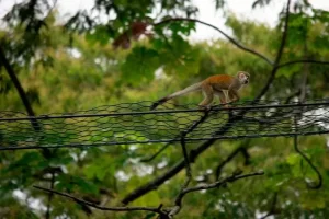 Seran 21 pasos de fauna en Quintana Roo para su proteccion