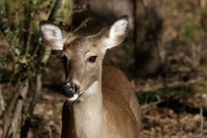 Seran 21 pasos de fauna en Quintana Roo para su proteccion.