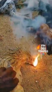 12 gallinas que les sale fuego del pico conmociona en redes sociales