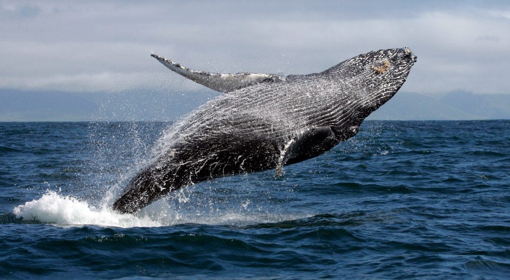 ballena jorobada yubarta o gubarte