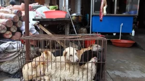 Hombre vendía carne de perro en su restaurante y murió de rabia 