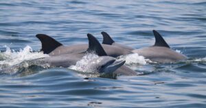 Hallan fentanilo en delfines del Golfo de México CORTESÍA