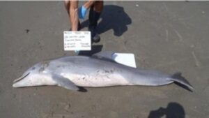 Hallan fentanilo en delfines del Golfo de México CORTESÍA