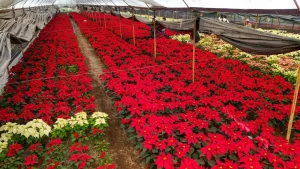 Flor de Nochebuena ¿Dónde se producen estas flores navideñas?