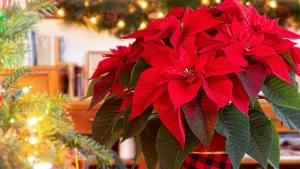 Flor de Nochebuena ¿Dónde se producen estas flores navideñas?