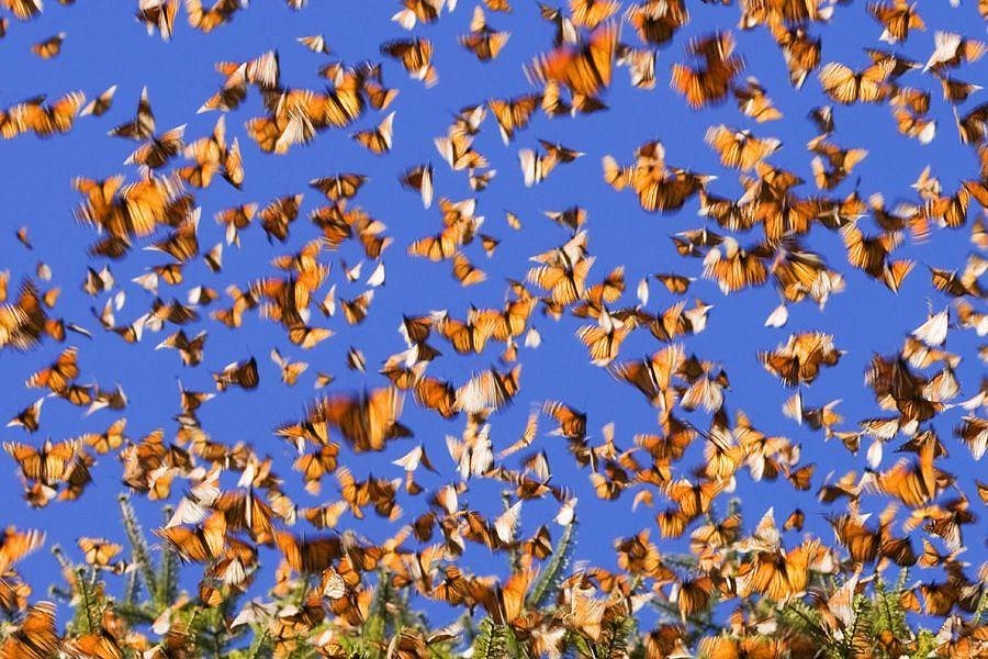 Estados Unidos declara a la Mariposa Monarca como Especie Amenazada