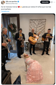 Celebran XV años de una perrita con vestido y mariachi