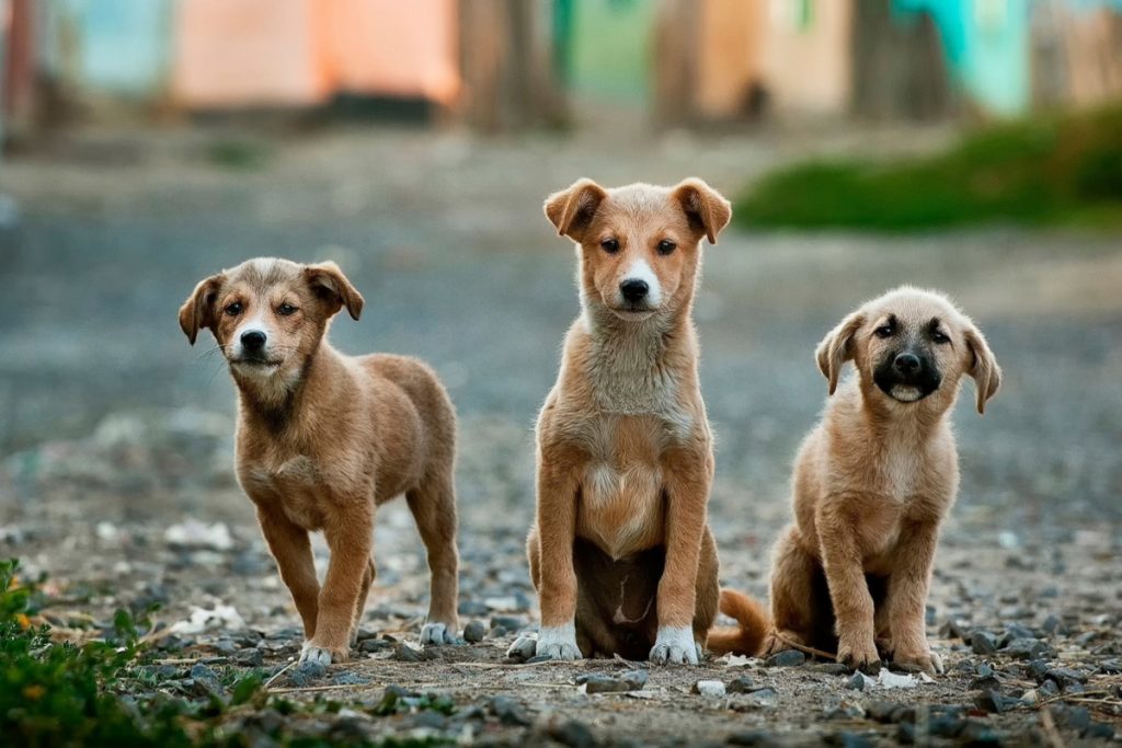 Mascotas y animales más entrañables de 2024: Historias que conquistaron nuestros corazones