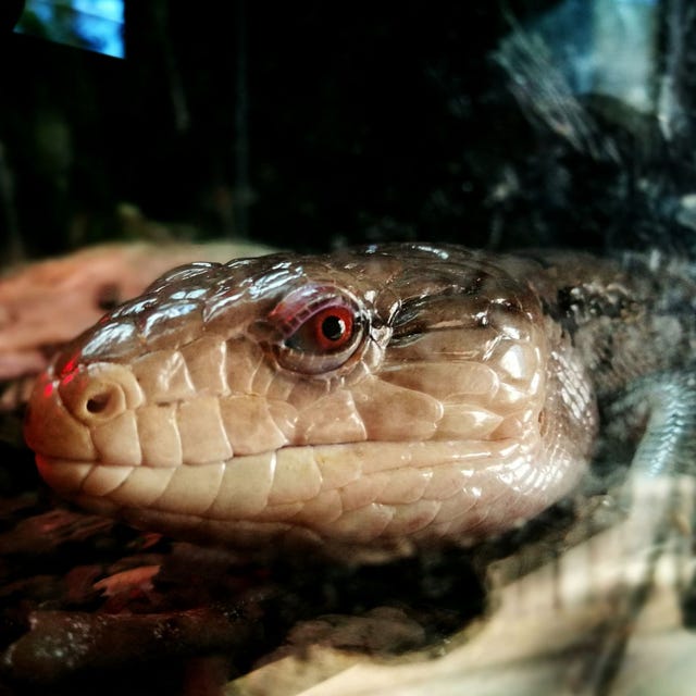 ¿Cuál es la serpiente más docil? Conócelo aquí