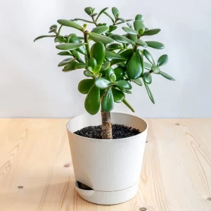 Crassula Ovata (Planta de Jade)