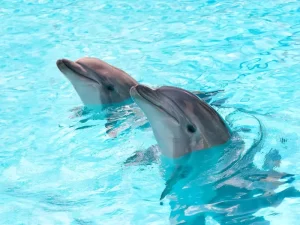 Denuncian muerte de delfines en hotel de Cancún por maltrato 