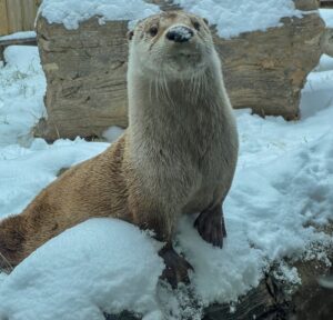 Así disfrutaron los animales de Zoológico de Houston de las nevadas