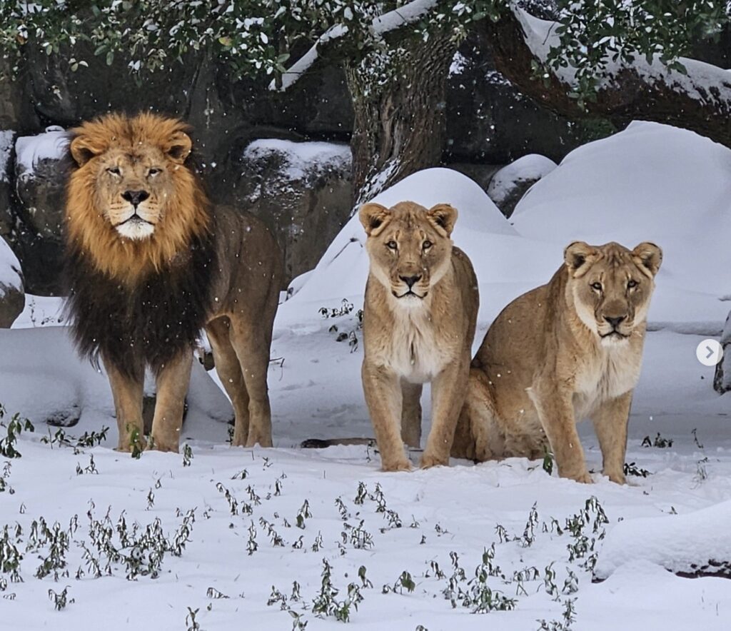 Así disfrutaron los animales de Zoológico de Houston de las nevadas