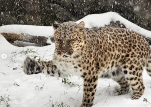 Así disfrutaron los animales de Zoológico de Houston de las nevadas