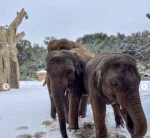 Así disfrutaron los animales de Zoológico de Houston de las nevadas