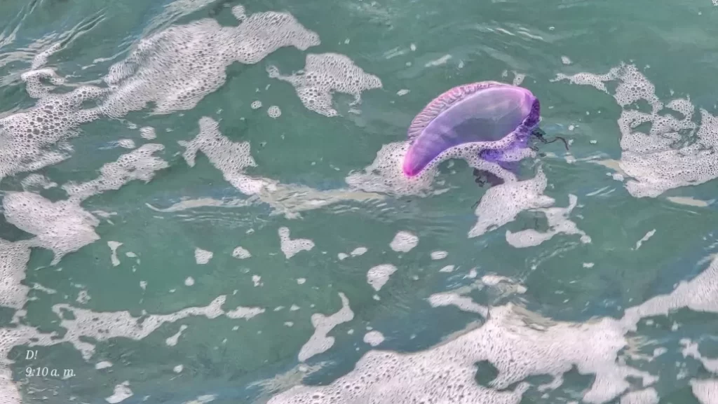 Alerta en aguas de Quintana Roo por presencia de fragata portuguesa