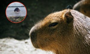 Capibara ataca a una joven mientras jugaba en un lago 