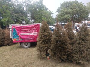 Cancun tendra 26 puntos de acopio para Arboles de Navidad naturales