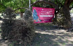 Cancun tendra 26 puntos de acopio para Arboles de Navidad naturales