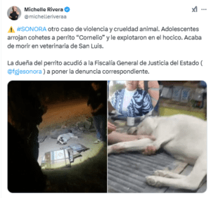 Perrito muere después de que unos niños explotaran cohetes en su hocico 