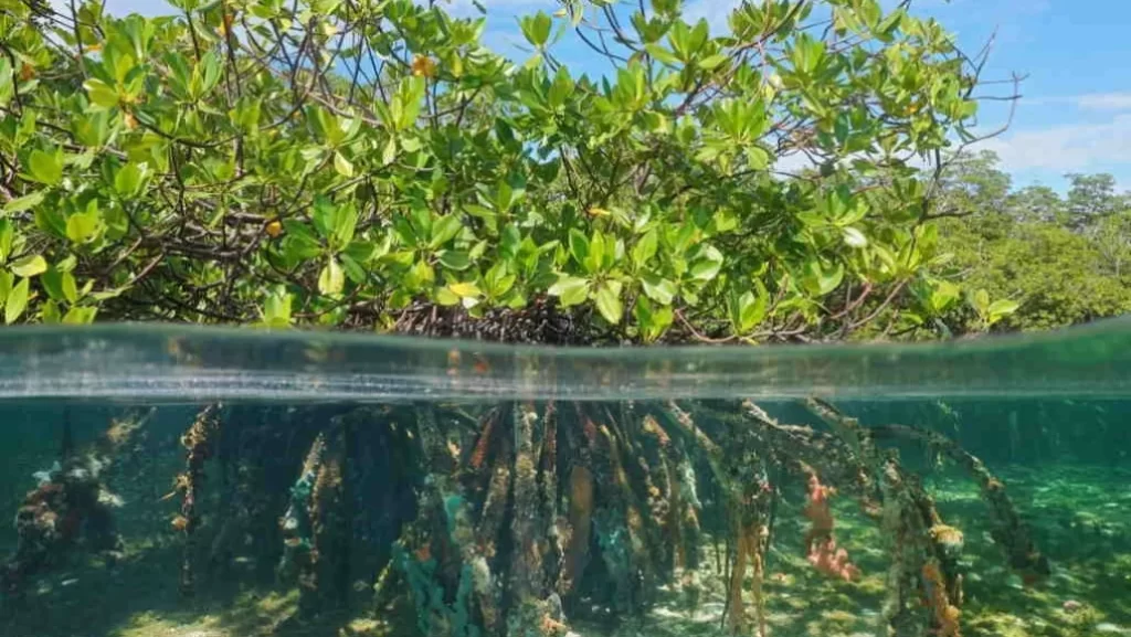 Celebra Puerto Morelos el Día Mundial de los Humedales