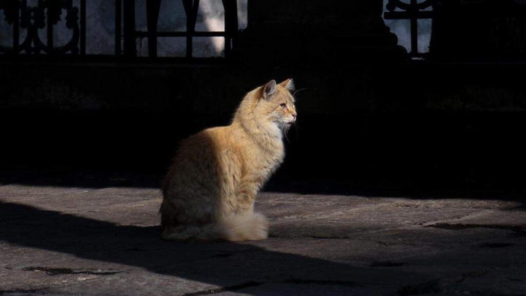 Festival Gatotitlán 2025: Un evento para amantes de los gatos