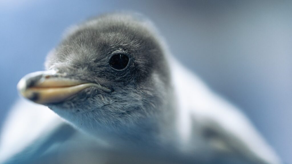 Nacen seis crías de pingüinos Gentoo en la Ciudad de México