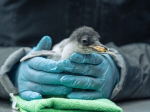 Nacen seis crias de pinguinos Gentoo en la Ciudad de Mexico