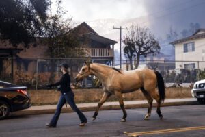 Rescatan de incendios en California a diversas especies animales