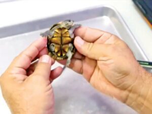 Roban tortugas en peligro de extincion en Puerto Vallarta 1