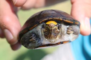 Roban tortugas en peligro de extincion en Puerto Vallarta