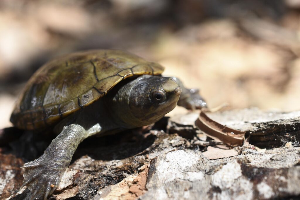 Roban tortugas en peligro de extinción en Puerto Vallarta