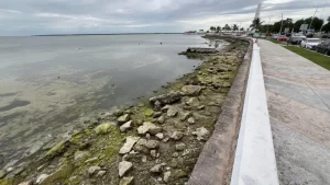 Se aleja el agua de la orilla de la Bahia de Chetumal 1