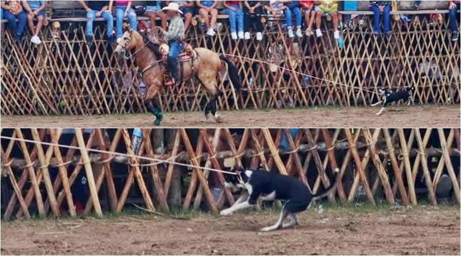 Verguenza nacional la Feria de Reyes 1