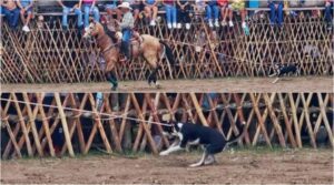 Vaquero somete a un perrito como si fuera un toro dentro de un ruedo