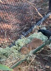 Pájaro causa ternura por despertar a un capibara bebé