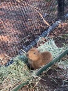 Pájaro causa ternura por despertar a un capibara bebé