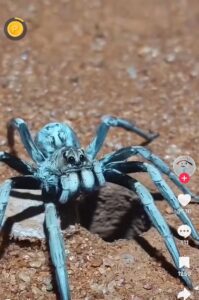 Araña lobo australiana causa fuertes reacciones en las redes 