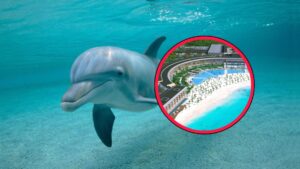 Denuncian muerte de delfines en hotel de Cancún por maltrato 