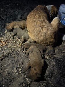 Queman perritos vivos y su madre se resiste a separarse de ellos