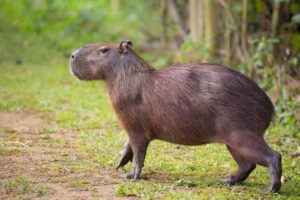 Lesiones causadas por capibaras: raras pero graves