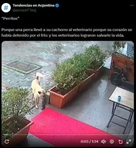 Perrita lleva a su cachorro al veterinario tras sufrir hipotermia 