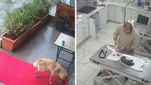 Perrita lleva a su cachorro al veterinario tras sufrir hipotermia 