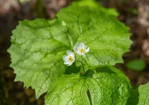 La fascinante flor transparente: un milagro de la naturaleza