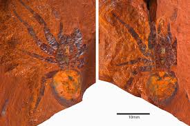 Encuentran fósil de una de las arañas más grandes de la historia
