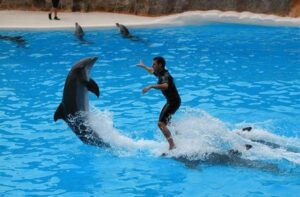 Denuncian muerte de delfines en hotel de Cancún por maltrato 