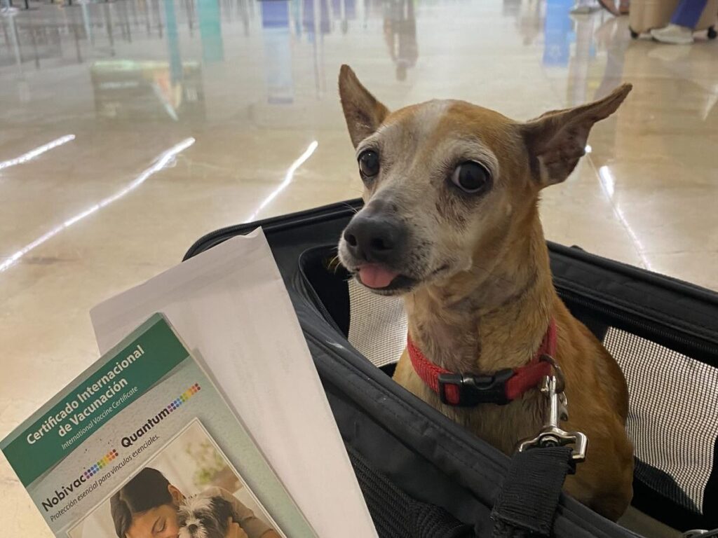 Chilly Willy encuentra familia en Canadá tras ser rescatado en Cancún