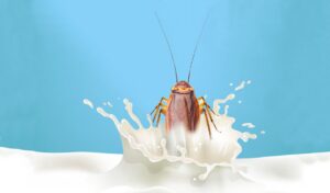 Leche de cucaracha ¿Es nutritiva para las personas?